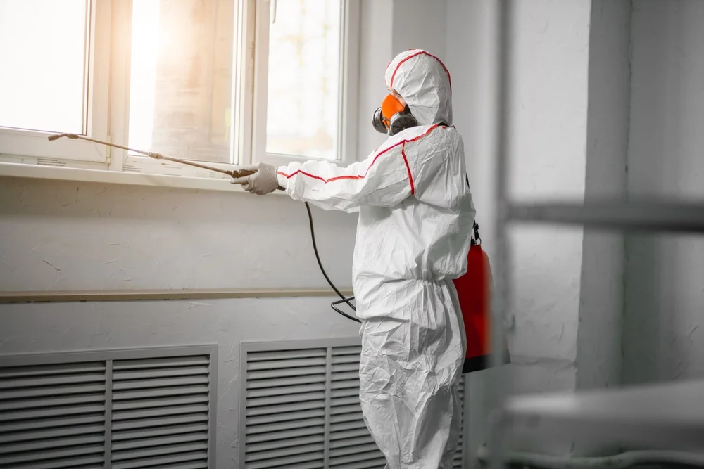 Professional mold remediation services in Easthampton, MA
